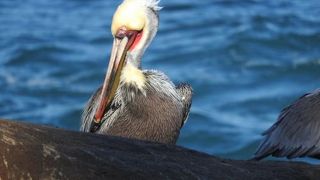 いろんな野生動物との出会いに癒されます！