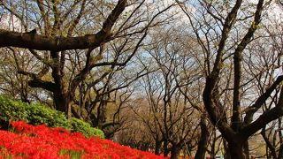 権現堂の曼珠沙華 -小さな規模なのに、どうして有名に？-