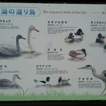 渡り鳥の看板