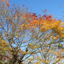 ナナイロカエデ