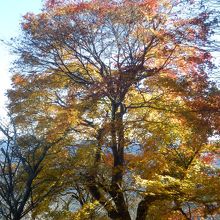 ナナイロカエｓデ