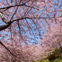 河津桜