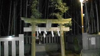 鬱蒼とした竹林