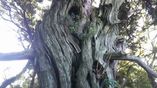 樹齢１５００年の御神木