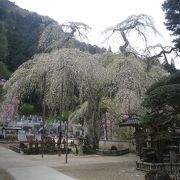 清雲寺のしだれ桜