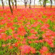 ５００万本もの彼岸花