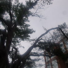 屋外にある”オンコザクラ”にも是非ご注目下さい