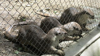 自然動物園