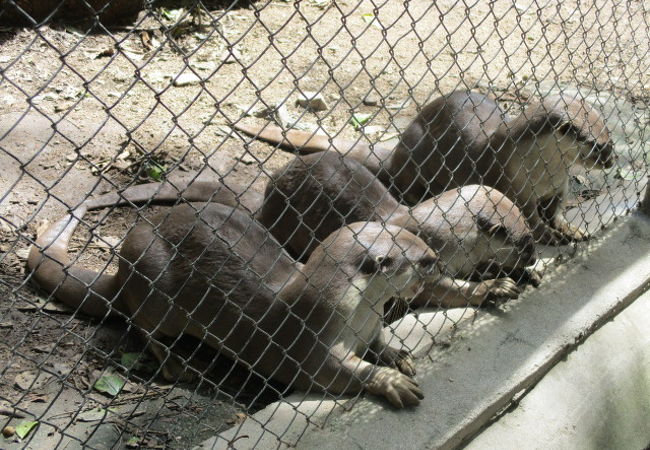 自然動物園