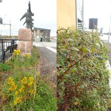 駅ホーム。ブルーベリーも植えられていた