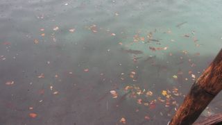 水が透き通っていて魚が泳いでいるのが見えたのが印象に残っています