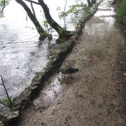 上湖群も下湖群も両方行きましたが・・・