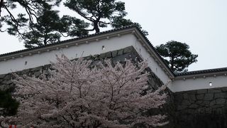 満開の桜