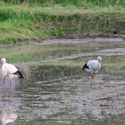 豊岡では、田んぼなどでコウノトリに会える