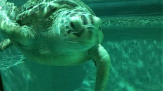 迫力があります。