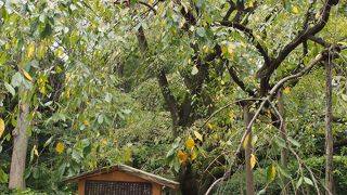 さくらのライトアップを見てみたいです