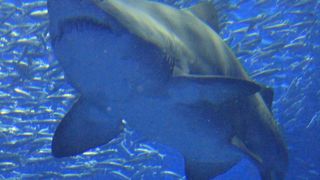 リニューアルに期待