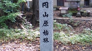 登山道から原始林の景色を楽しむことが出来ます