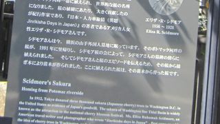日本とアメリカをつなぐ桜