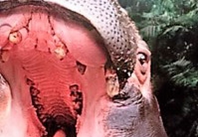 トリック 3dアート湯布院 クチコミ アクセス 営業時間 湯布院 由布院温泉 フォートラベル トリック 3dアート湯布院 クチコミ アクセス 営業時間 湯布院 由布院温泉 フォートラベル