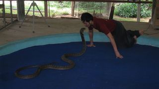 メーサー スネーク ファーム