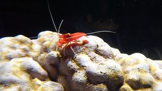 魚だけではありません