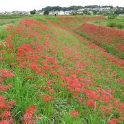 彼岸花づくし