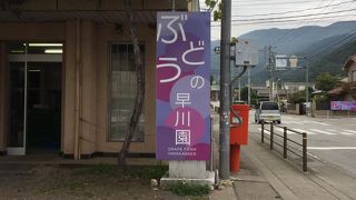 面白いぶどう狩り！