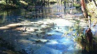 上高地一美しい湿原