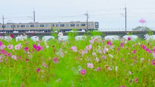 摘んで帰れるコスモス畑！