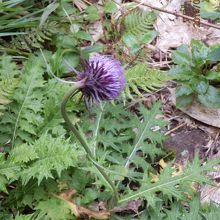 タテヤマアザミ