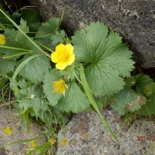 ミヤマダイコンソウ