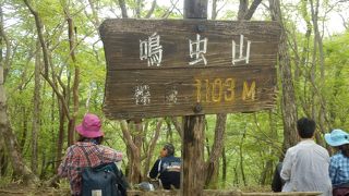 鳴虫山にシロヤシオツツジを見に行きました