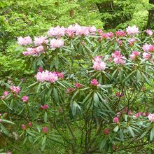 アマギシャクナゲ