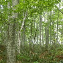 ブナ林