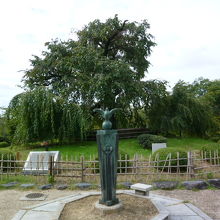 10月の枝垂桜です