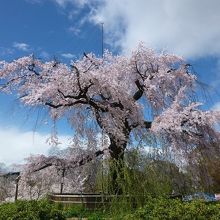 満開時の枝垂桜です