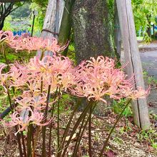 ピンク色の彼岸花