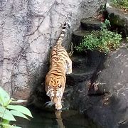 なかなかユニークな動物園