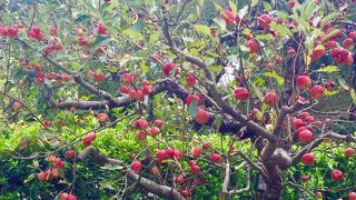 実りの秋！季節ごとに楽しめる東谷山フルーツパーク