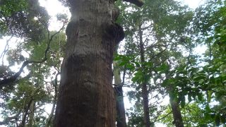 大杉に見守られていました