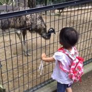 小さい子供が楽しめる小さい動物園