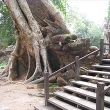 至る所に遺跡を飲み込む木