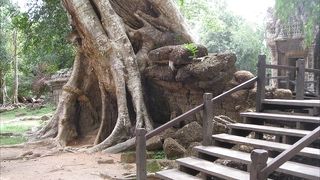 木が遺跡を飲み込み、絡みつく