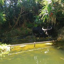 水牛が水浴び