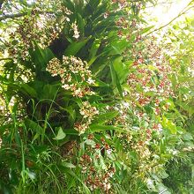 ランの香りが船まで香ってきます