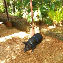 アグー豚もここでは飼育されています。