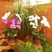 見事なランの花