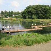 鴨が泳ぐ公園