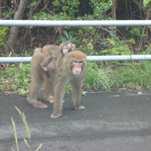 大堂お猿公園